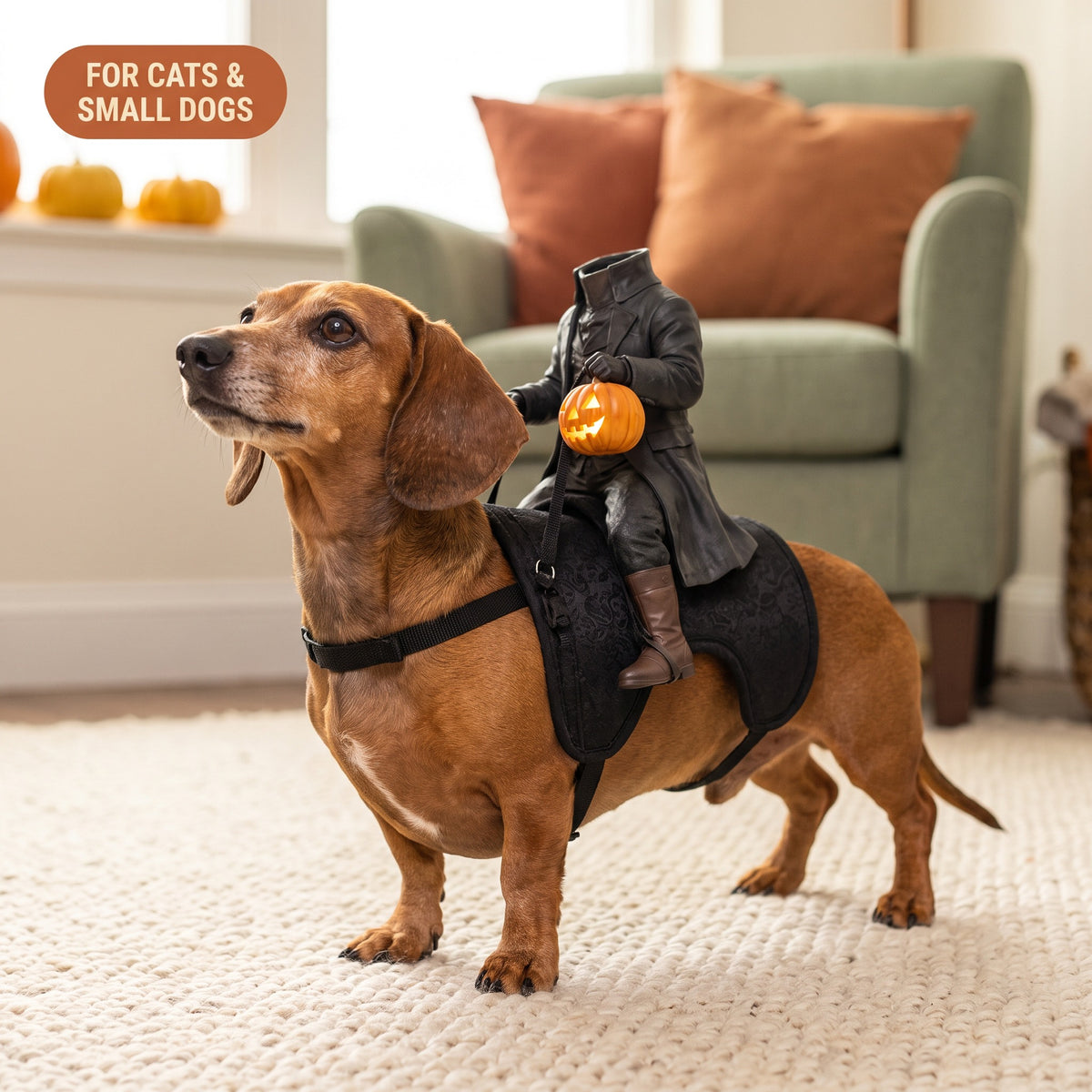 Dachshund wearing the Headless Horseman rider costume at home