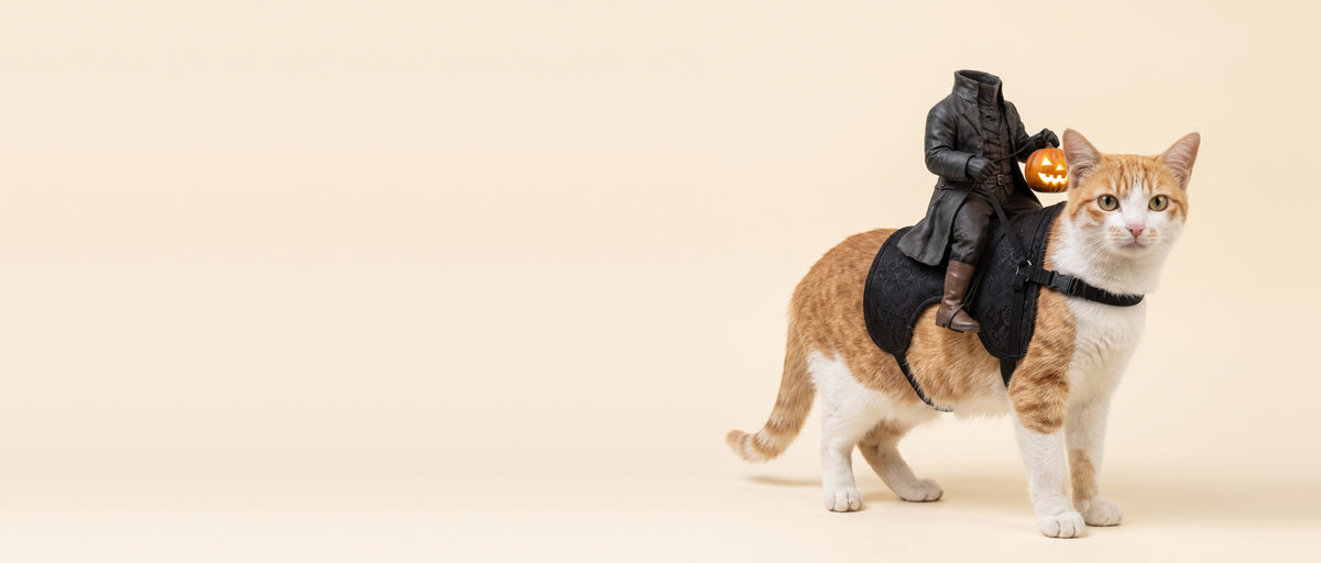 Orange cat wearing the Headless Horseman rider costume